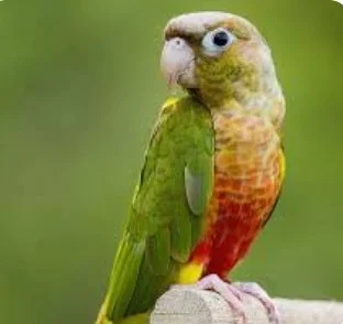 bird logo