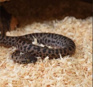 habistat aspen bedding