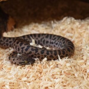 habistat aspen bedding