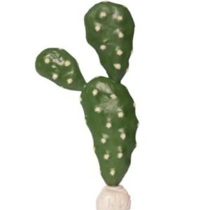 habistat prickly pear cacti