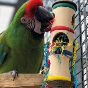 northern parrots foraging arrel