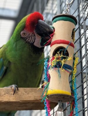 northern parrots foraging arrel