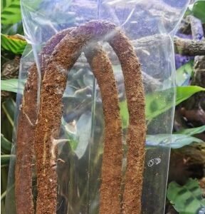 ridgeway coco flexi vine