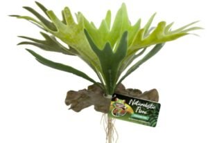 zoo med staghorn fern