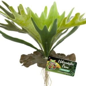zoo med staghorn fern
